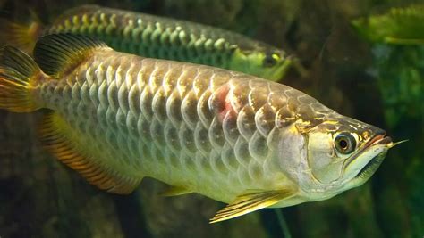 銀龍魚壽命|銀龍魚飼養指南與物種介紹：從水族缸佈置到健康管理。